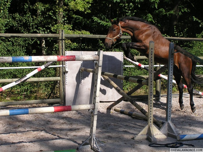 Photo de profil de ecurie.transloy