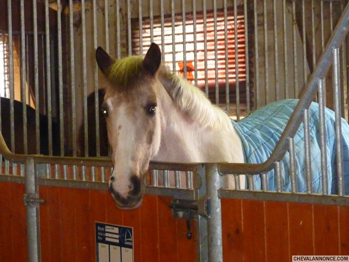 Photo de profil de marionette