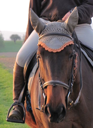 Photo de profil de lauraroy