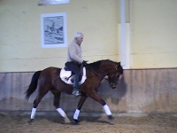 Photo de profil de lusitanoselecti