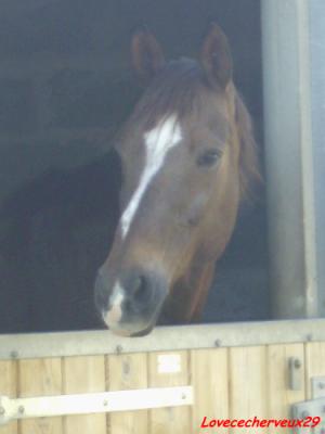 Photo de profil de mustang-1315