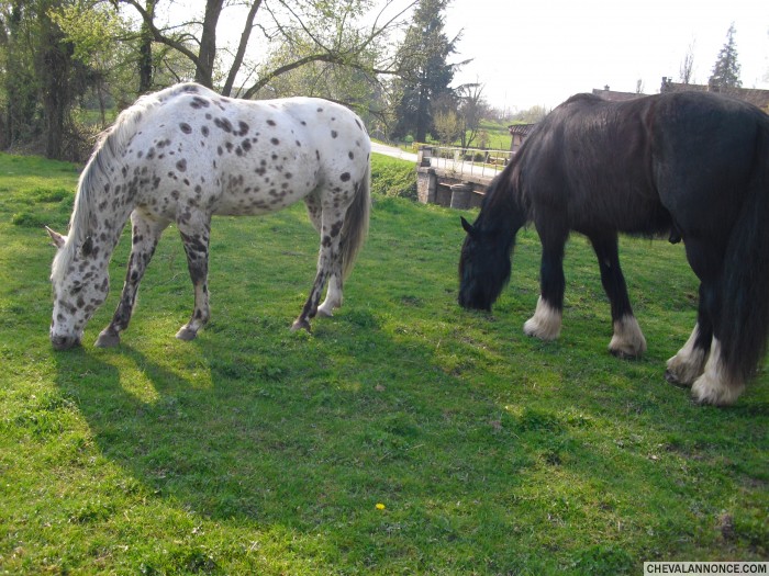 Photo de profil de chevalex01