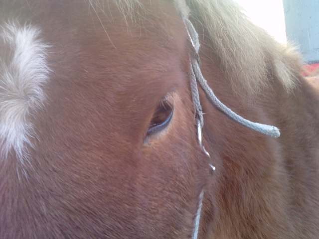 Photo de profil de passion--cheval