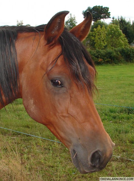 Photo de profil de evyhorse