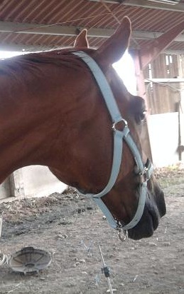 Photo de profil de poulain996