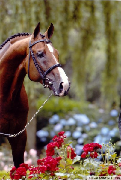 Photo de profil de cheval_dma_vie
