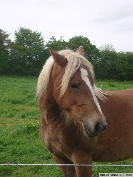 Photo de profil de sidh