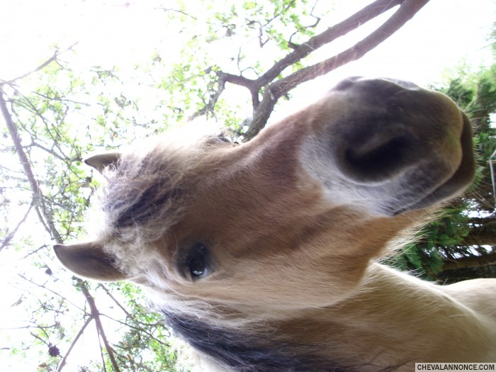 Photo de profil de horselover89