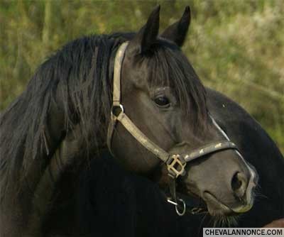 Photo de profil de dromhell