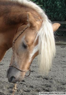 Photo de profil de elvire789