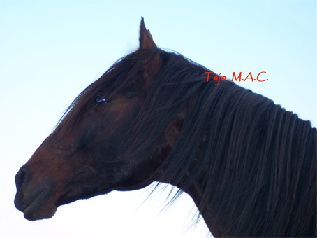 Photo de profil de tejomac
