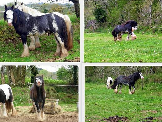 Photo de profil de urmila