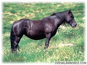 Photo de profil de meuleu