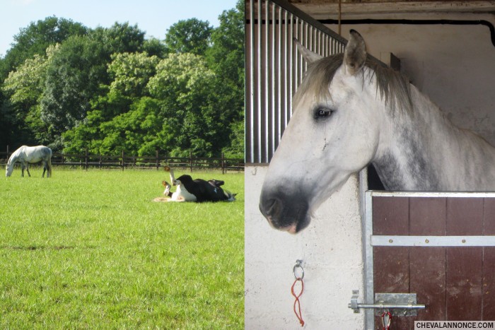 Photo de profil de hippologis