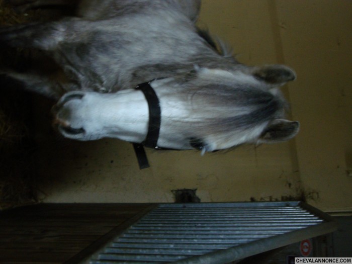 Photo de profil de phenix56
