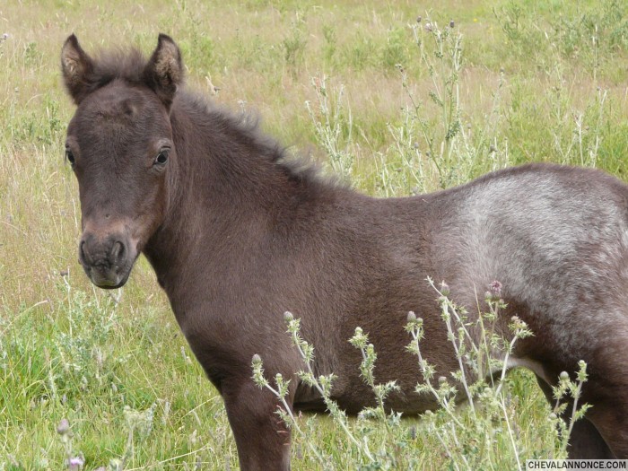 Photo de profil de ponytheme