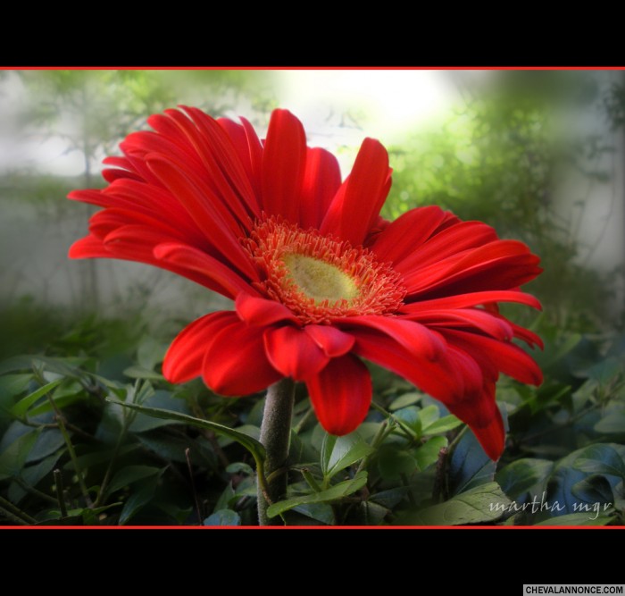 Photo de profil de jtmchevauxdu57