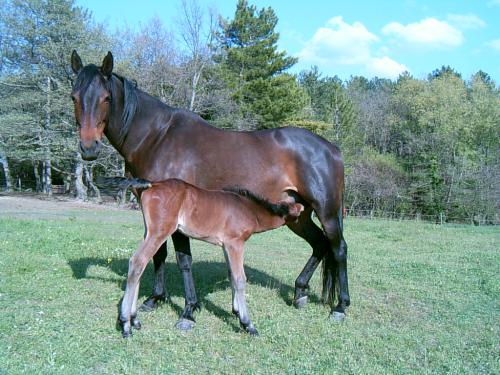 Photo de profil de elevagedebelair