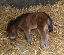 Photo de profil de fanachivale