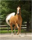 Photo de profil de horse-lili