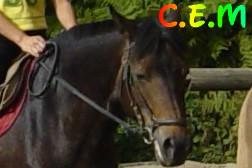 Photo de profil de horse_forever