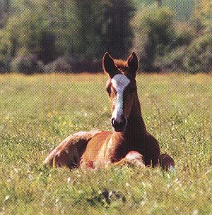 Photo de profil de horseman