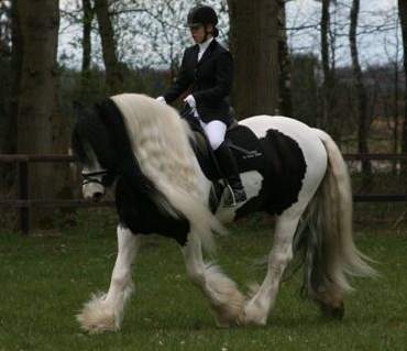 Photo de profil de i-cob