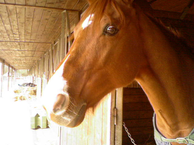 Photo de profil de laachoups