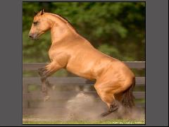 Photo de profil de lagalopeuse