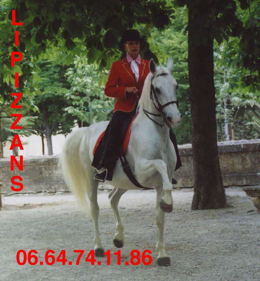 Photo de profil de lipizzan