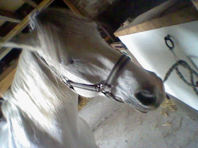 Photo de profil de mustang60