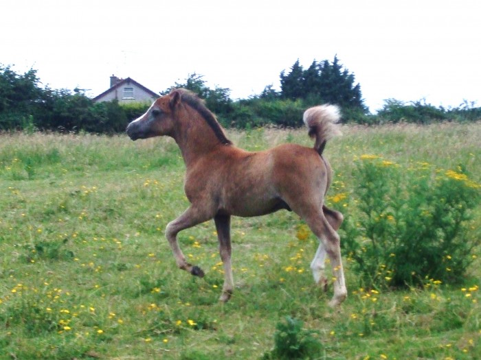 Photo de profil de cygnet