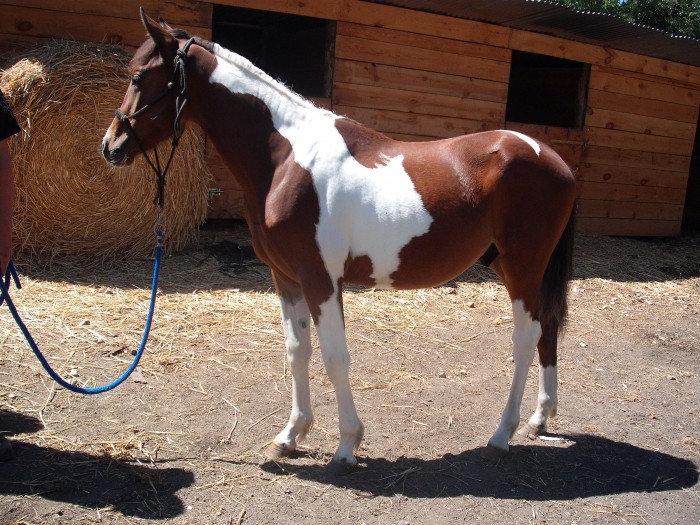 Photo de profil de volca62