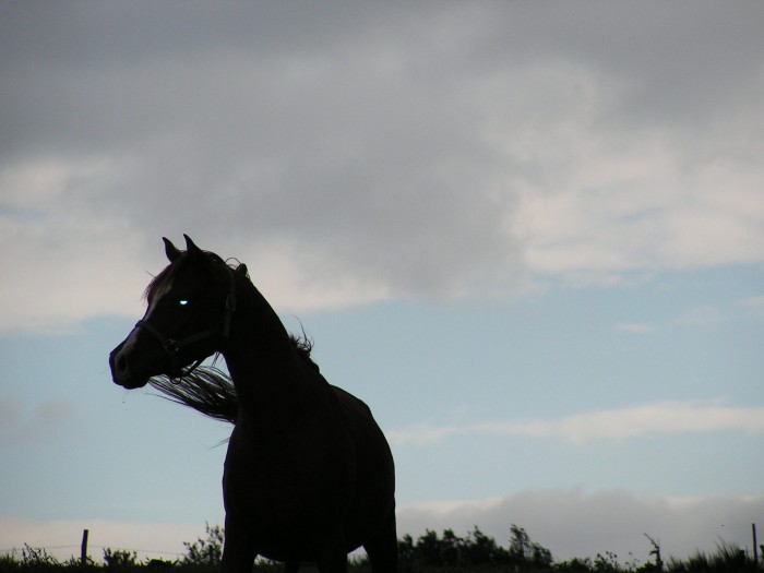Photo de profil de echo12
