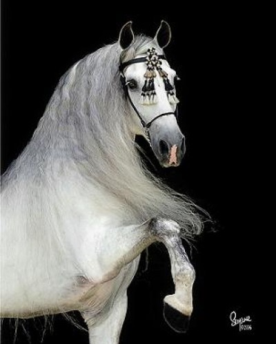 Photo de profil de horse_love76