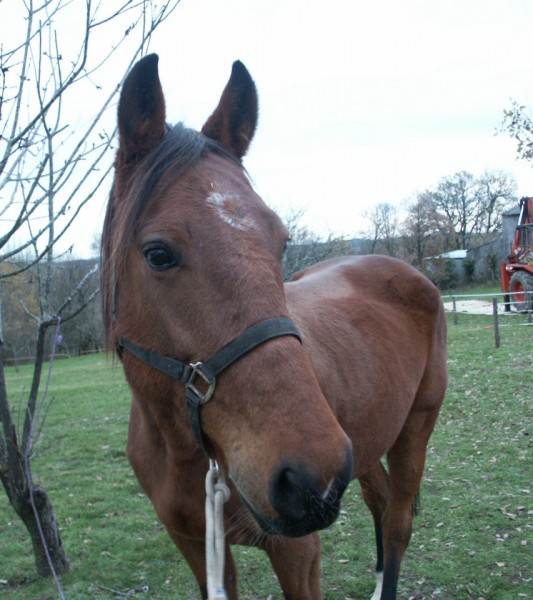 Photo de profil de missxhorse