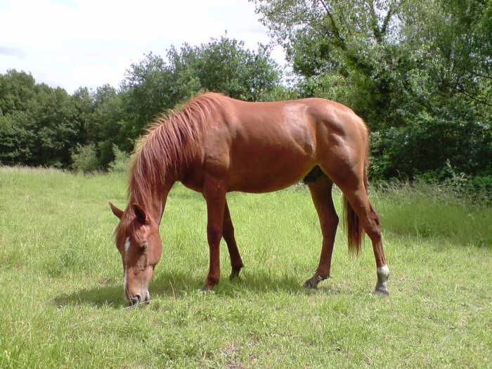 Photo de profil de ecuriedormirick