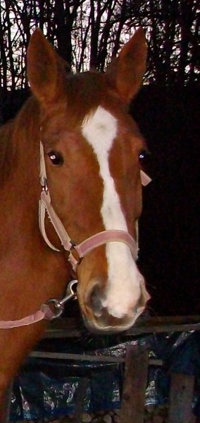 Photo de profil de iserecommelle