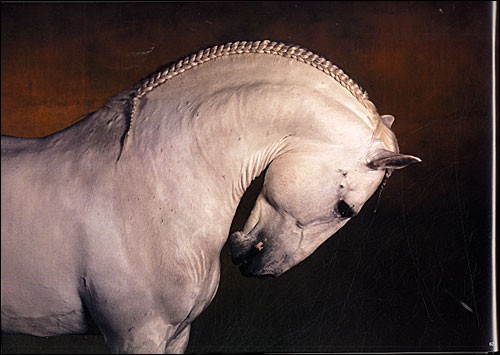 Photo de profil de ponyclaire