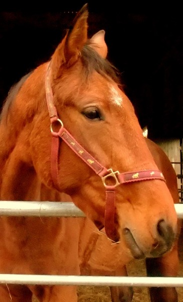 Photo de profil de laurax44