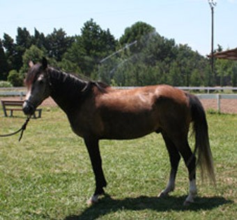 Photo de profil de saheb