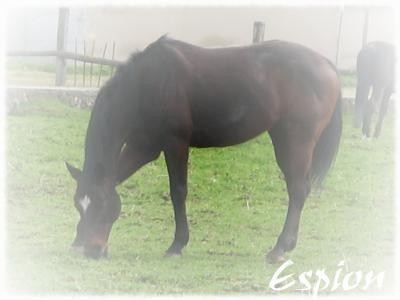 Photo de profil de espion05