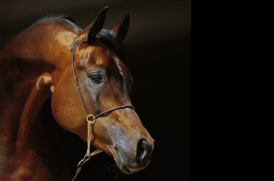 Photo de profil de ganou