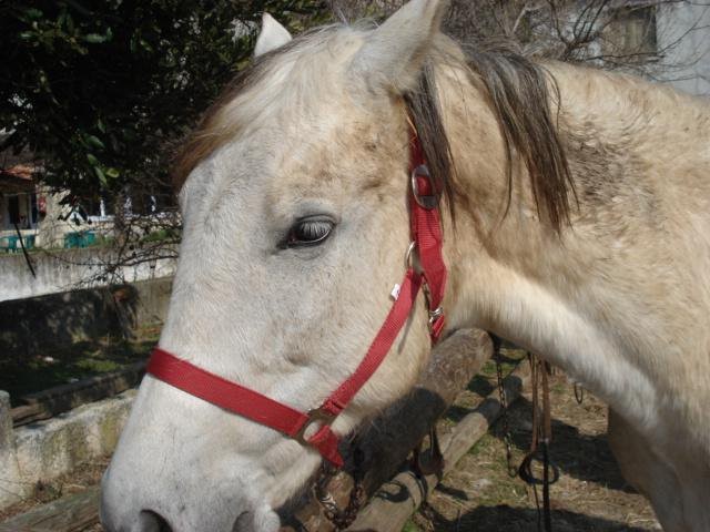 Photo de profil de melisaa