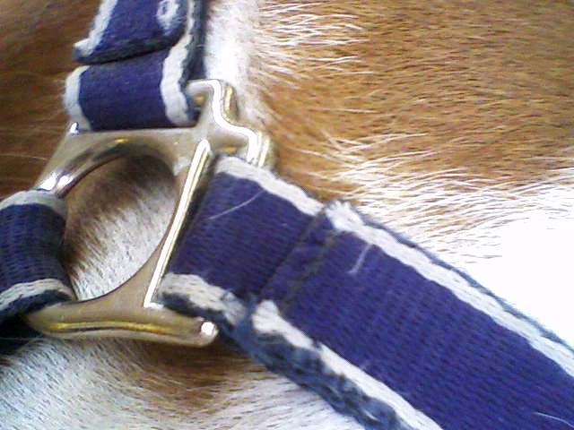 Photo de profil de poneydespres