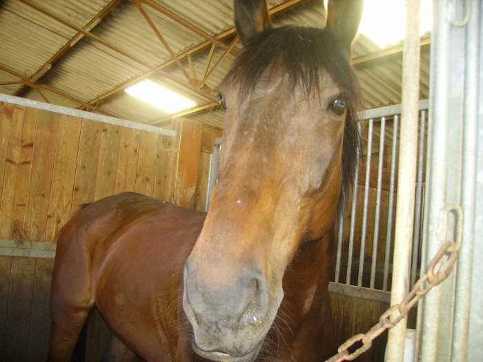 Photo de profil de chevalstyle