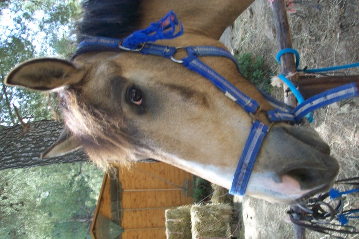 Photo de profil de concombre