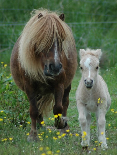 Photo de profil de equitationlove