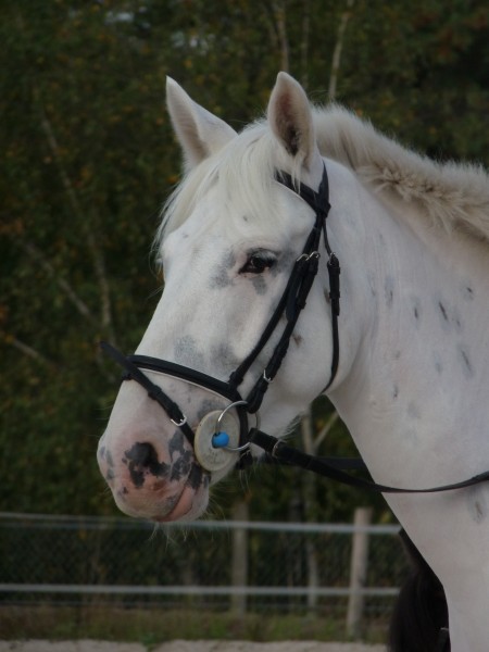 Photo de profil de pyrate