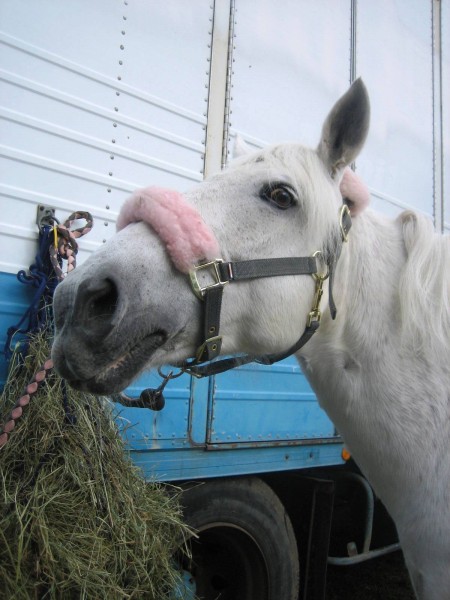 Photo de profil de scheidstein